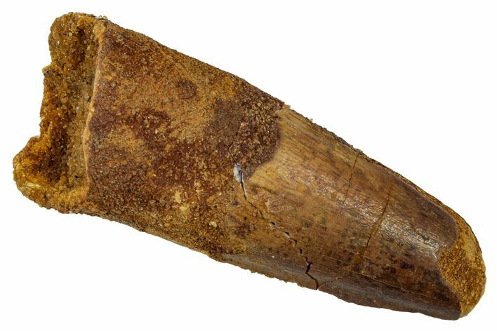 Fossil Spinosaurus Tooth - Feeding Worn Tip #345459